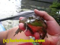/home//u458753944/public_html/sourcegallery//Frogs/More bullfrogs/DSCN8205.JPG